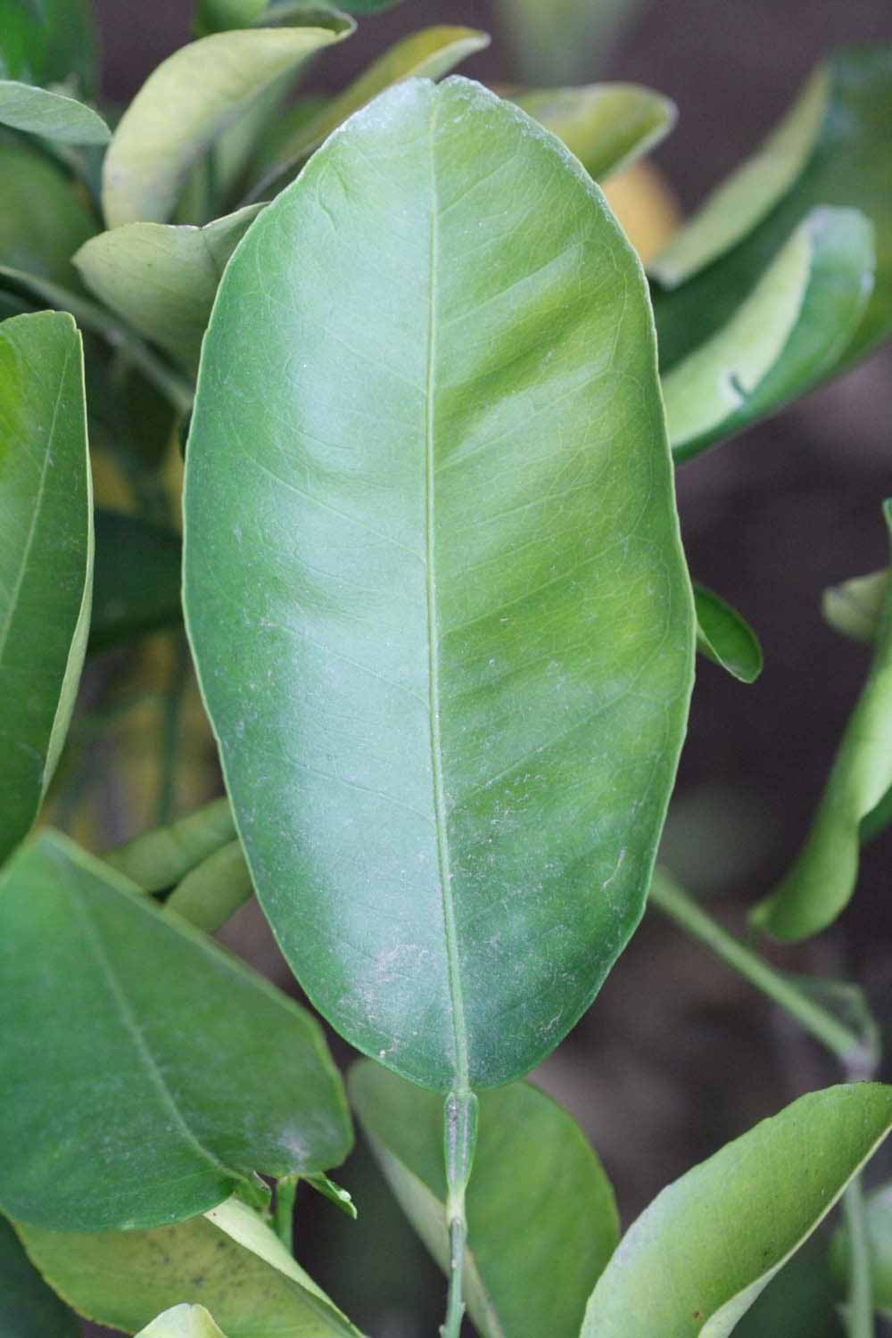            Unifoliolate leaf (Riverside, CA)   